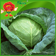 green cabbage for sale/fresh cabbage grade A ceramic cabbage